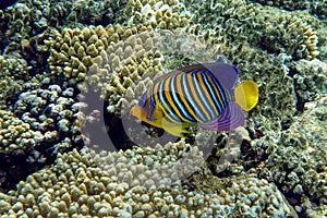 Royal or Regal Angelfish Pygoplites diacanthus  - red Sea