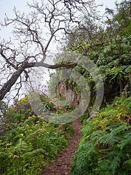 The royal road of Barranco de la Mina in Gran Canaria.