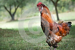 Royal Rooster