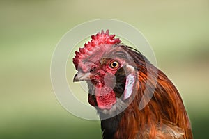 Royal Rooster`s Head