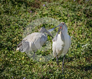 A Royal Spoonbill with bill open, stands next to an Australian Ibis. photo