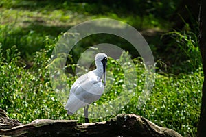 Royal spoonbill bird