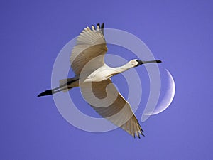 Royal spoonbill in Currawinya National Park.