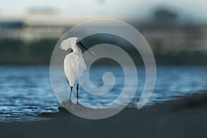 Royal spoonbill - Platalea regia - kotuku on the seaside with waves, sand