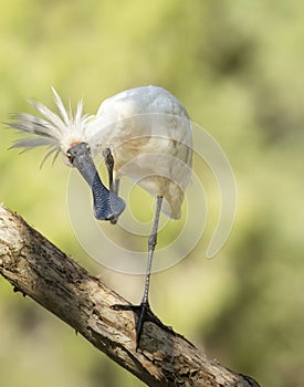 Royal Spoonbill ( Platalea regia) preening on one leg in Queensland, Australia.