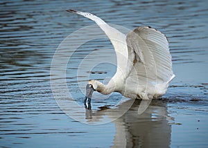 A Royal Spoonbill spreading its wings as it feeds in shallow water with its amazing beak