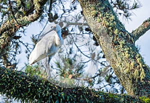 Royal spoonbill standing on branch covered with lichen and epiphyte plants