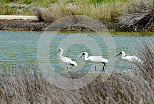 Royal Spoonbills Platalea regia near Napier, New Zealand.