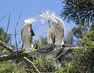 Royal Spoonbills photo