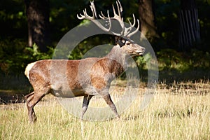 Royal stag on a forest fringe