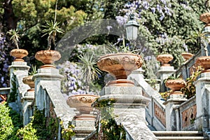 Royal staircase in castle blooming wisteria