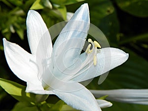 Royal Standard Hosta white flower