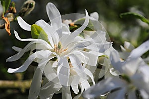 Royal Star Magnolia flower