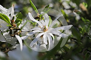 Royal Star Magnolia green branch