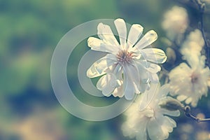 Royal star magnolia Magnolia Stellata on blurred background.