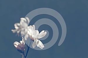 Royal star magnolia Magnolia Stellata on blurred background.