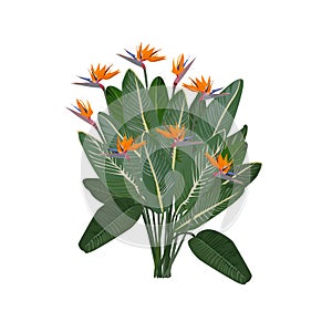 Royal strelitzia with large flowers