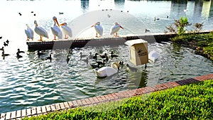Royal swan and duck in Lake Morton at city center of lakeland