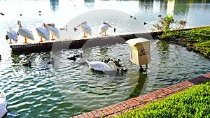Royal swan and duck in Lake Morton at city center of lakeland