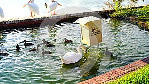 Royal swan and duck in Lake Morton at city center of lakeland