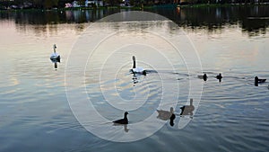 Royal swan and duck in Lake Morton at city center of lakeland