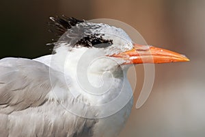 Royal Tern