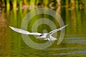 Royal Tern