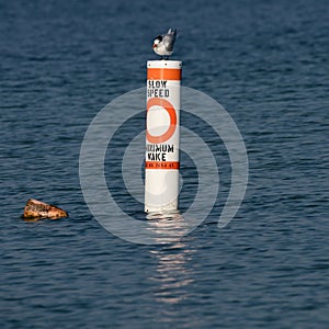 A Royal Tern On Beach Buoy