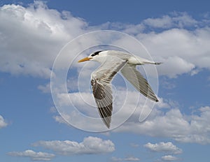 Royal tern, binomial name Thalasseus maximus, flying in a blue sky with white clouds over Chokoloskee Bay in Florida.