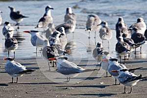 Royal Tern Bulls Island SC