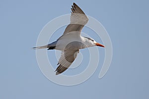 Royal Tern Bulls Island SC