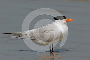 Royal Tern - Cumberland Island Georgia