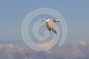 Royal Tern In Flight With Fish Over A Blue Sky