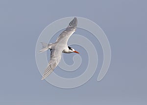 Royal Tern in flight - Jekyll Island, Georgia