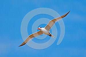 Royal Tern in flight, Thallaseus maximus, white bird with black cap, blue sky with white clouds in background, Costa rica. Wildlif