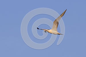 Royal Tern Fly By With Fish In Beak At Sunrise