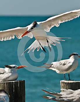 Royal tern landing on a piling