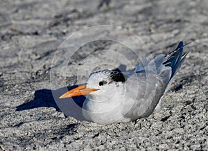 A Royal Tern Nestled On Beach