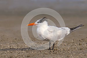 Royal Tern nonbreeding thalasseus maximus