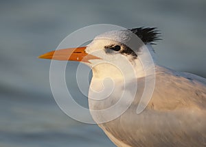 Royal Tern portrait