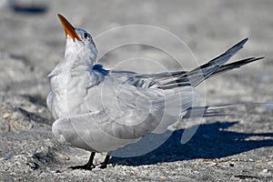 Royal Tern Preening #2