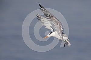 Royal Tern preparing to land - Jekyll Island, Georgia