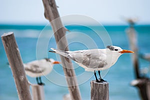 Royal Tern photo