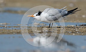Royal Tern