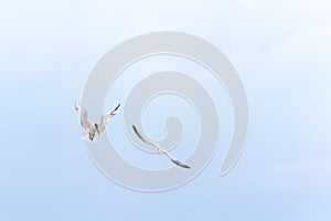 Royal Tern seabirds, Thalasseus Maxima, hovering overhead