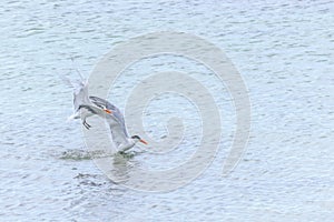 Royal Tern seabirds Thalasseus Maxima in the sea