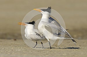 Royal Tern, Sterna maxima photo