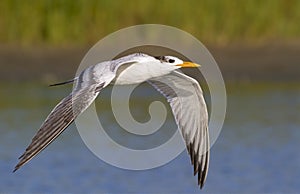 Royal tern (Sterna maxima) flying.