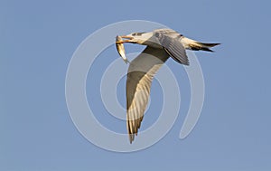 Royal tern (Sterna maxima) flying with a fish