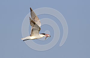 Royal tern (Sterna maxima) flying with a fish.